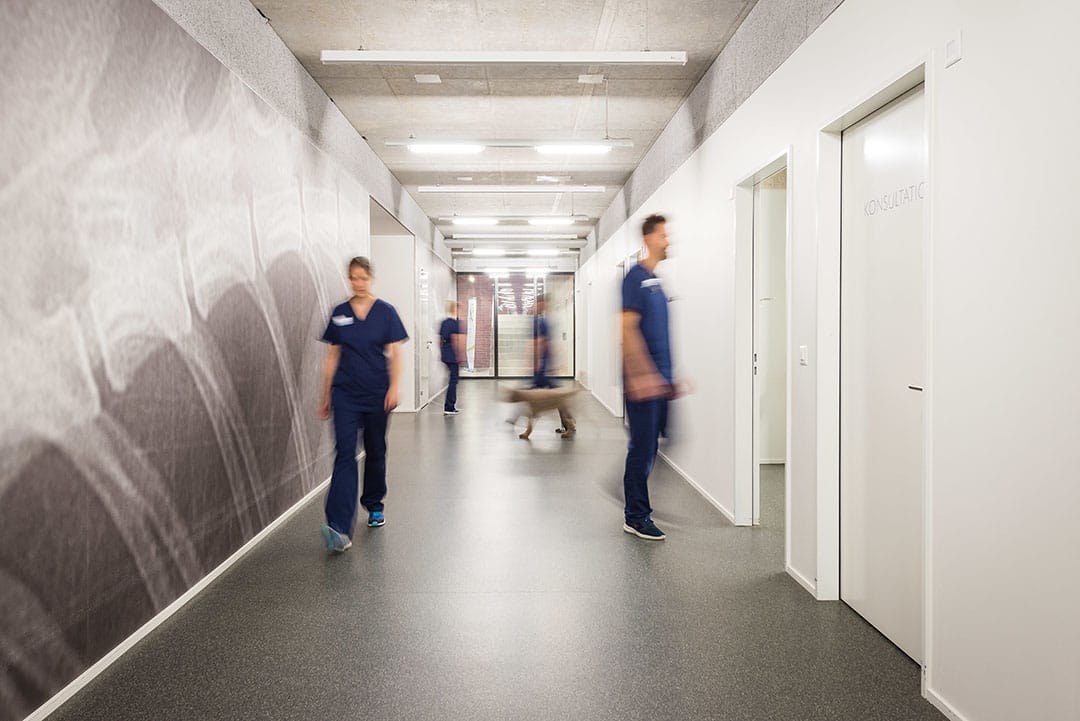 Wertvolle Mitarbeiterfotos aus St. Gallen zeigen Korridor der Tierpraxis